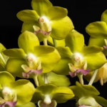 Aeridovanda Photisan